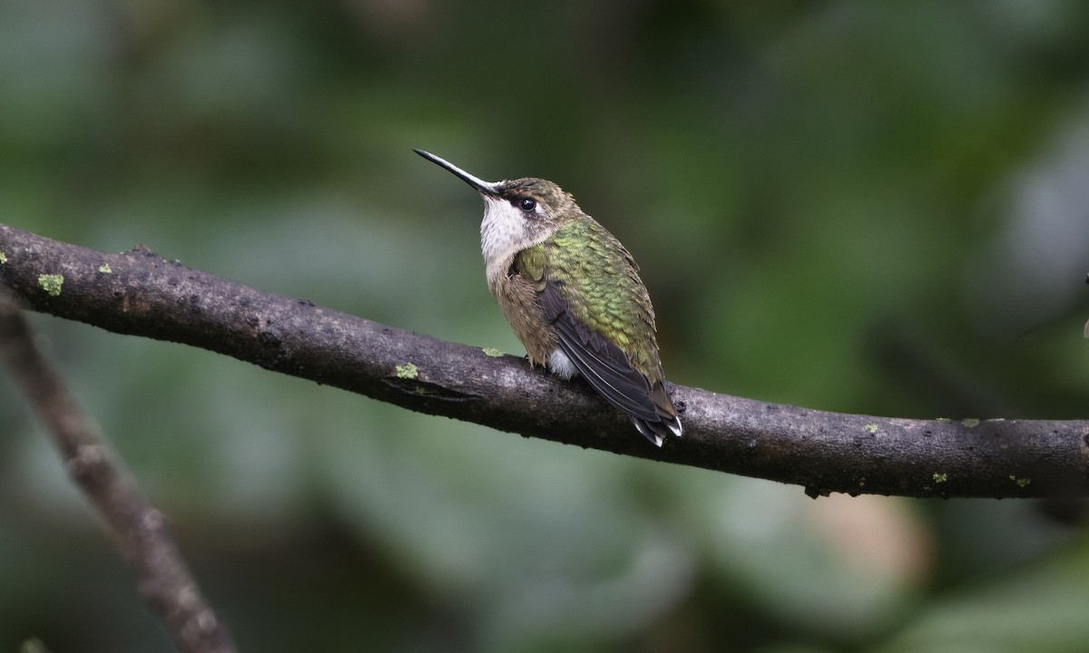 Ruby-throated Hummingbird - ML624321437