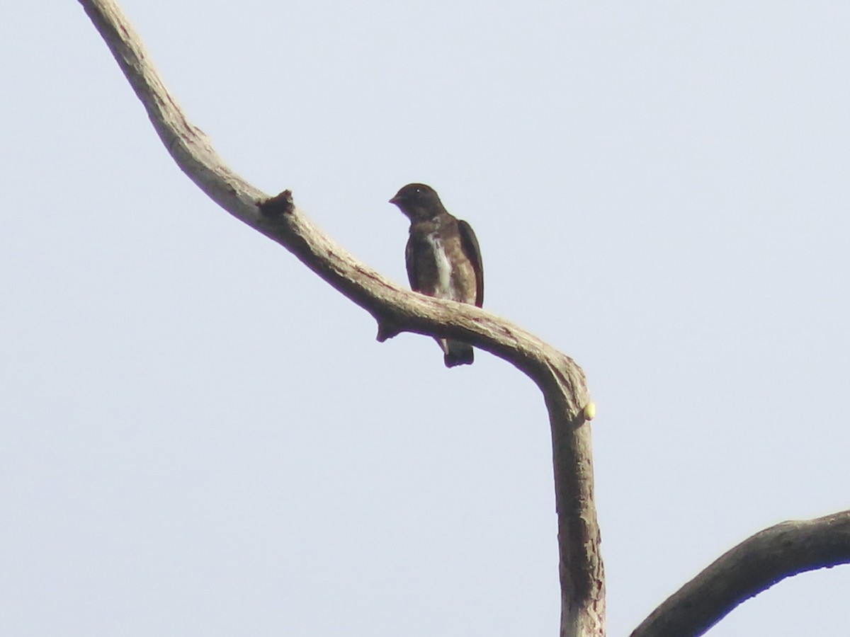 Dusky Purpletuft - Hugo Foxonet