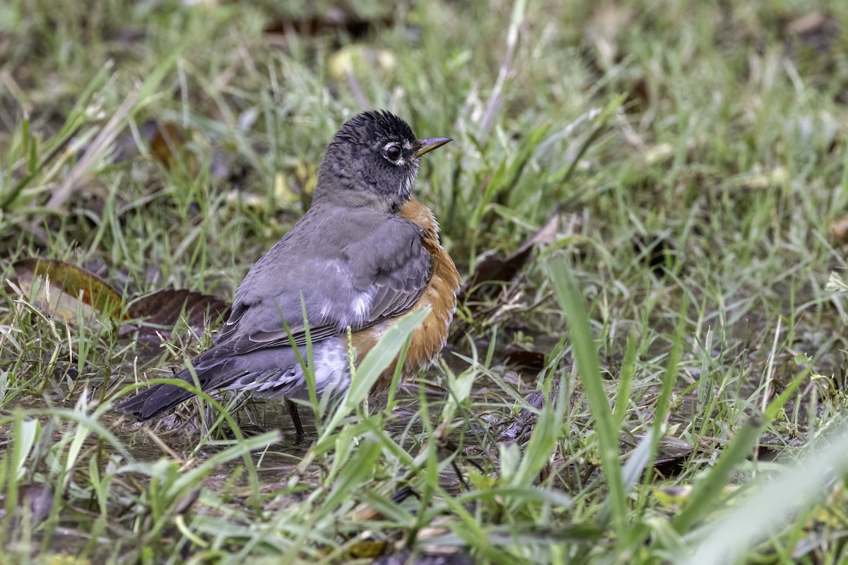 American Robin - ML624321474