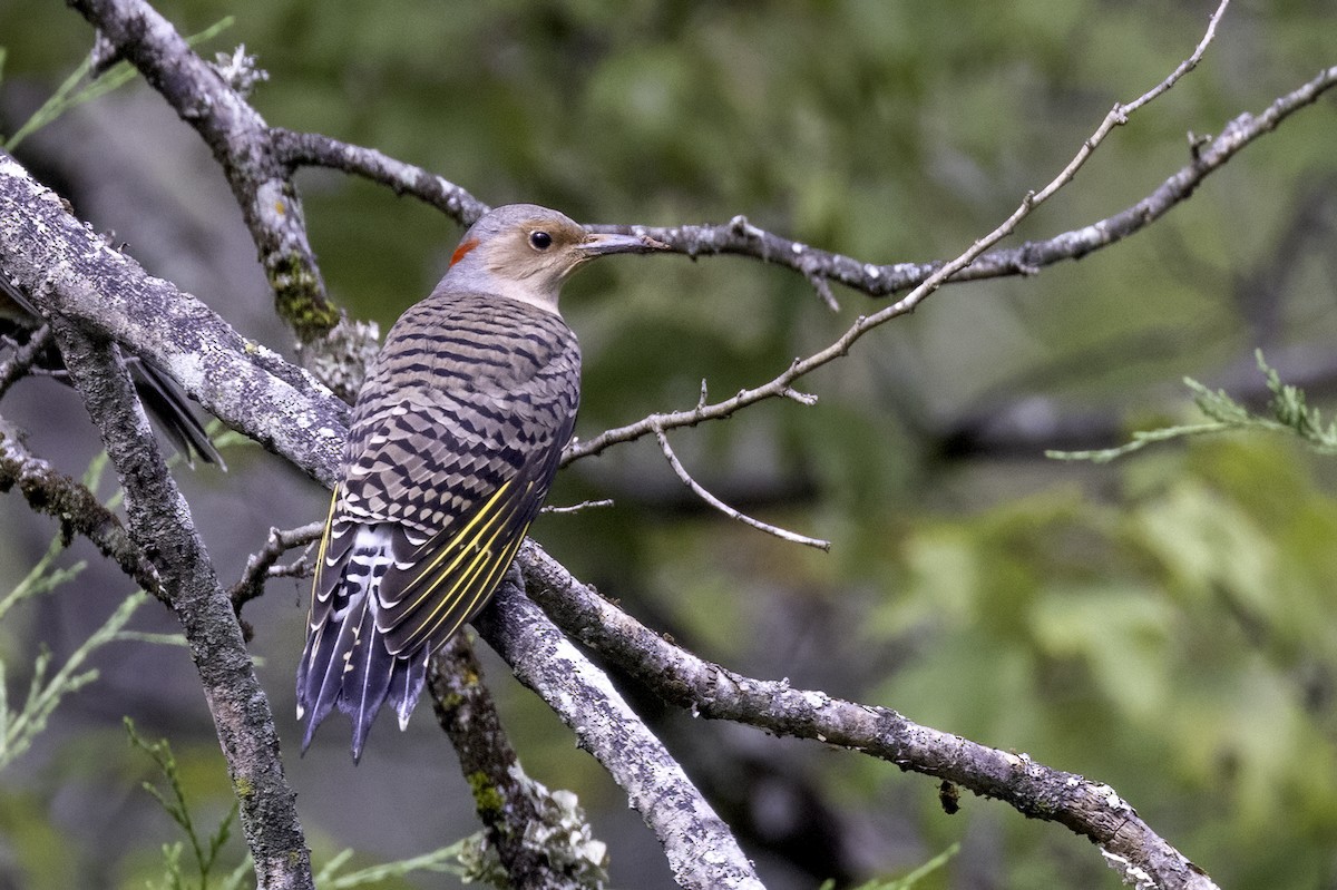 Northern Flicker - ML624321486