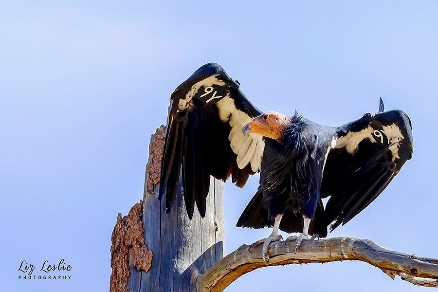 California Condor - ML624321827