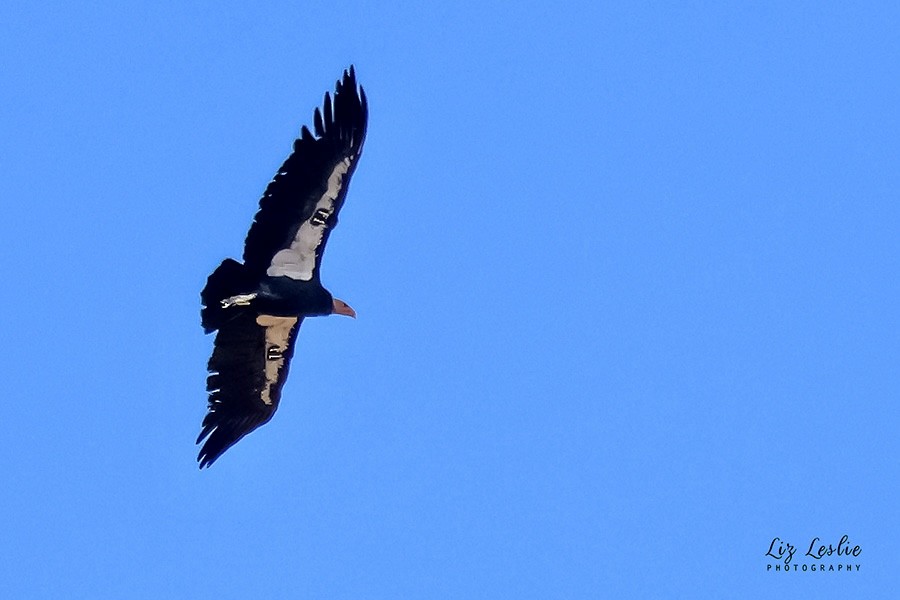 California Condor - ML624321828