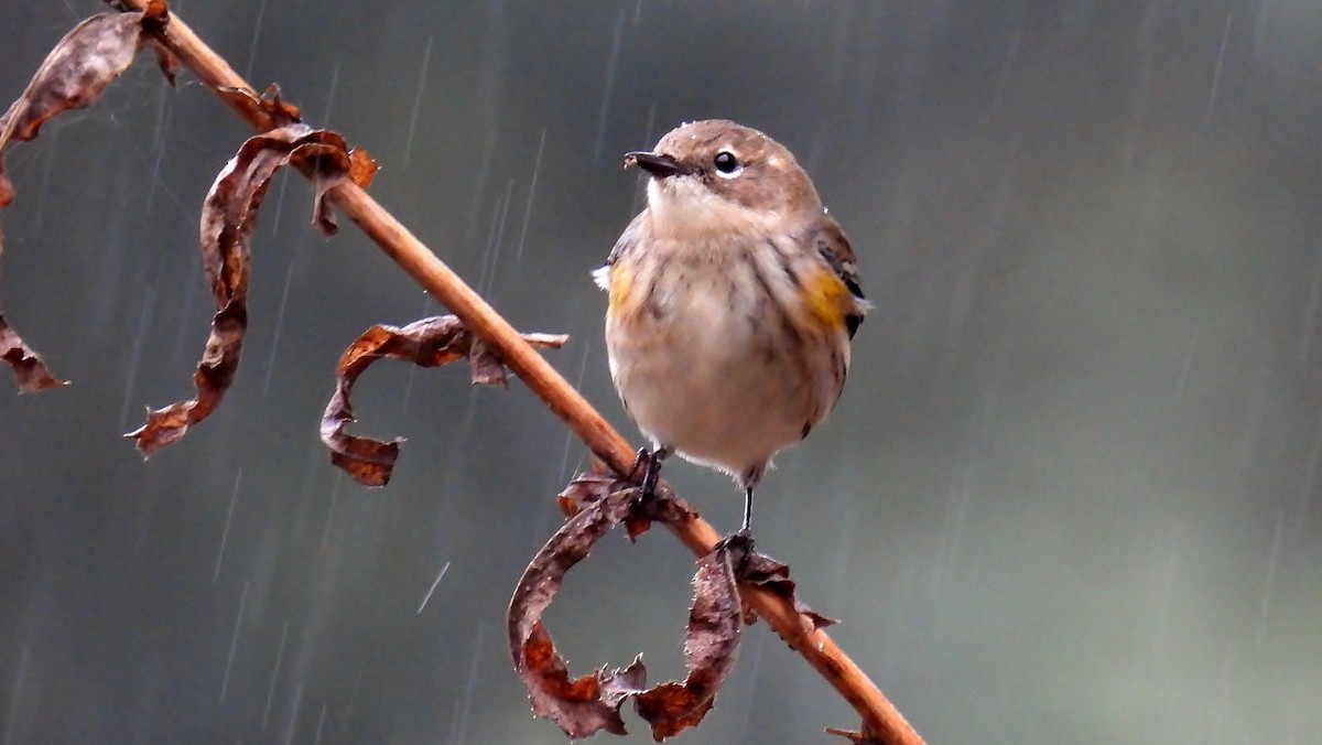 Yellow-rumped Warbler - ML624321835