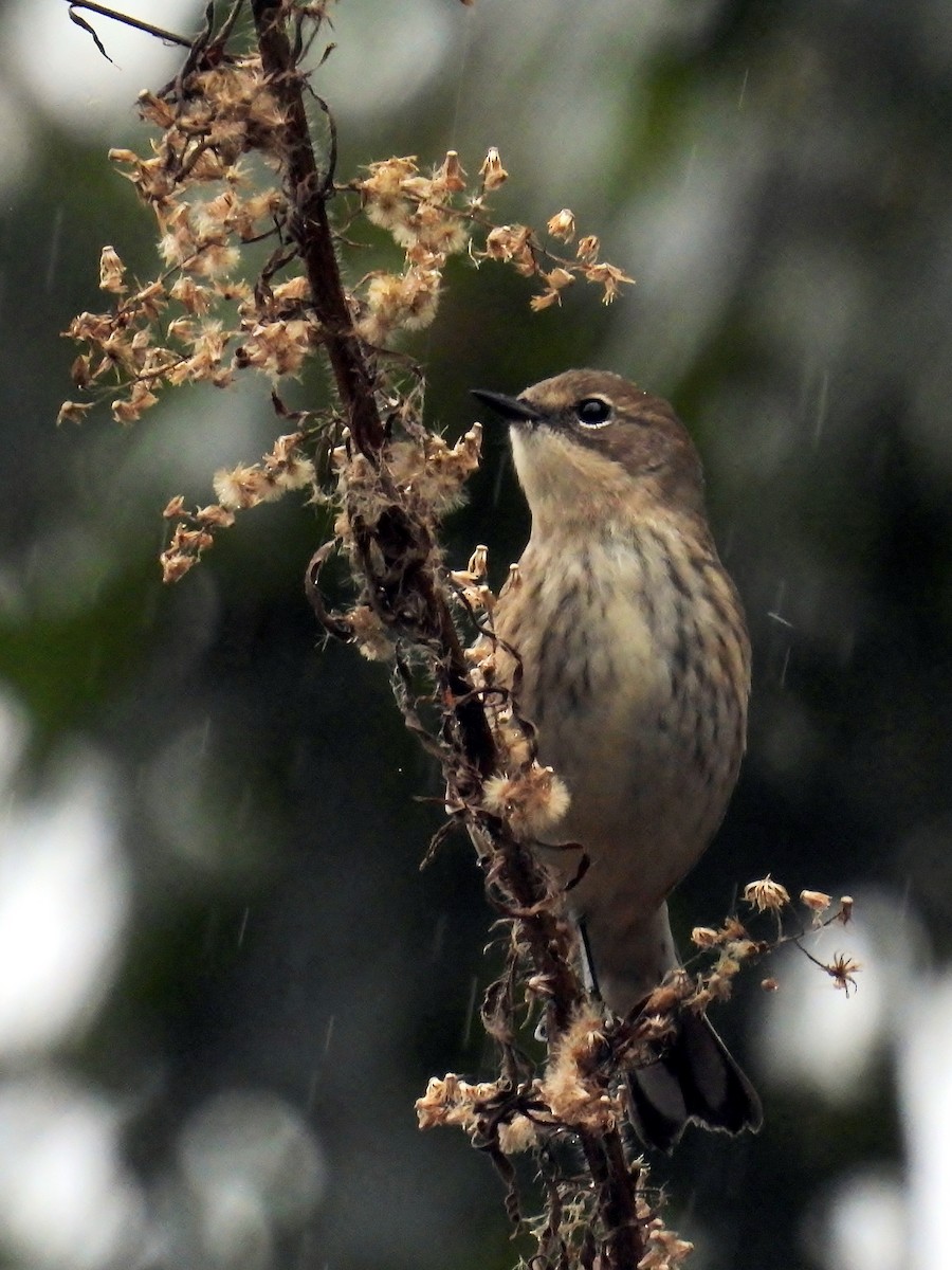 Yellow-rumped Warbler - ML624321836