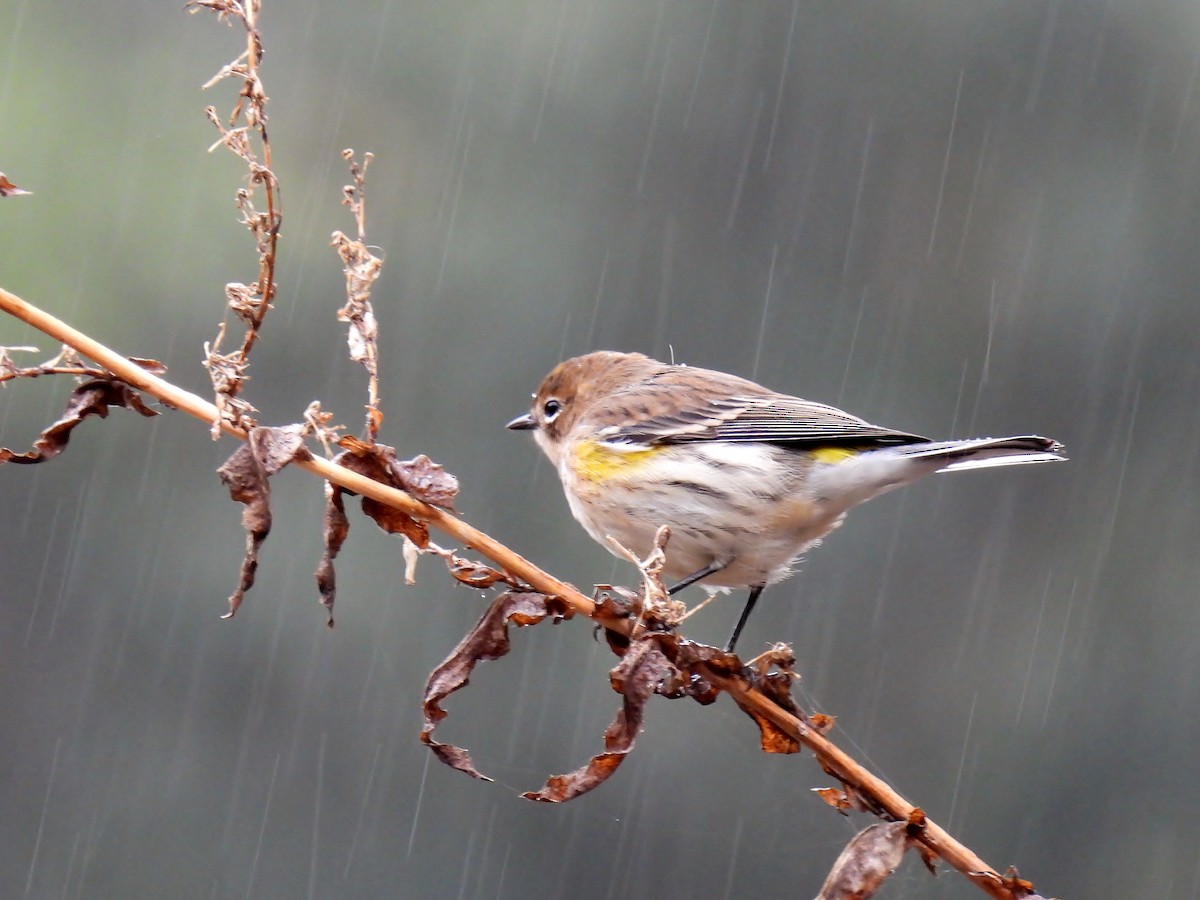 Yellow-rumped Warbler - ML624321837