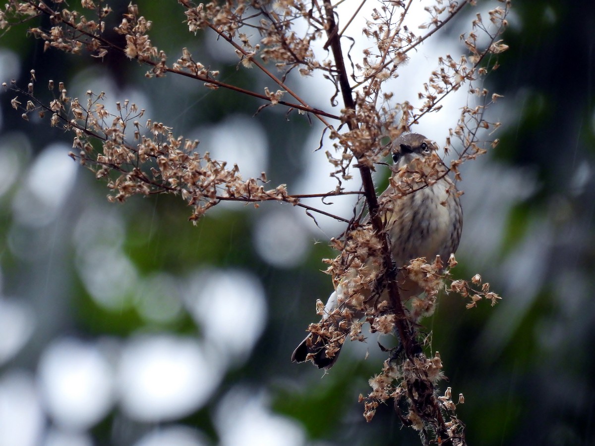Yellow-rumped Warbler - ML624321840