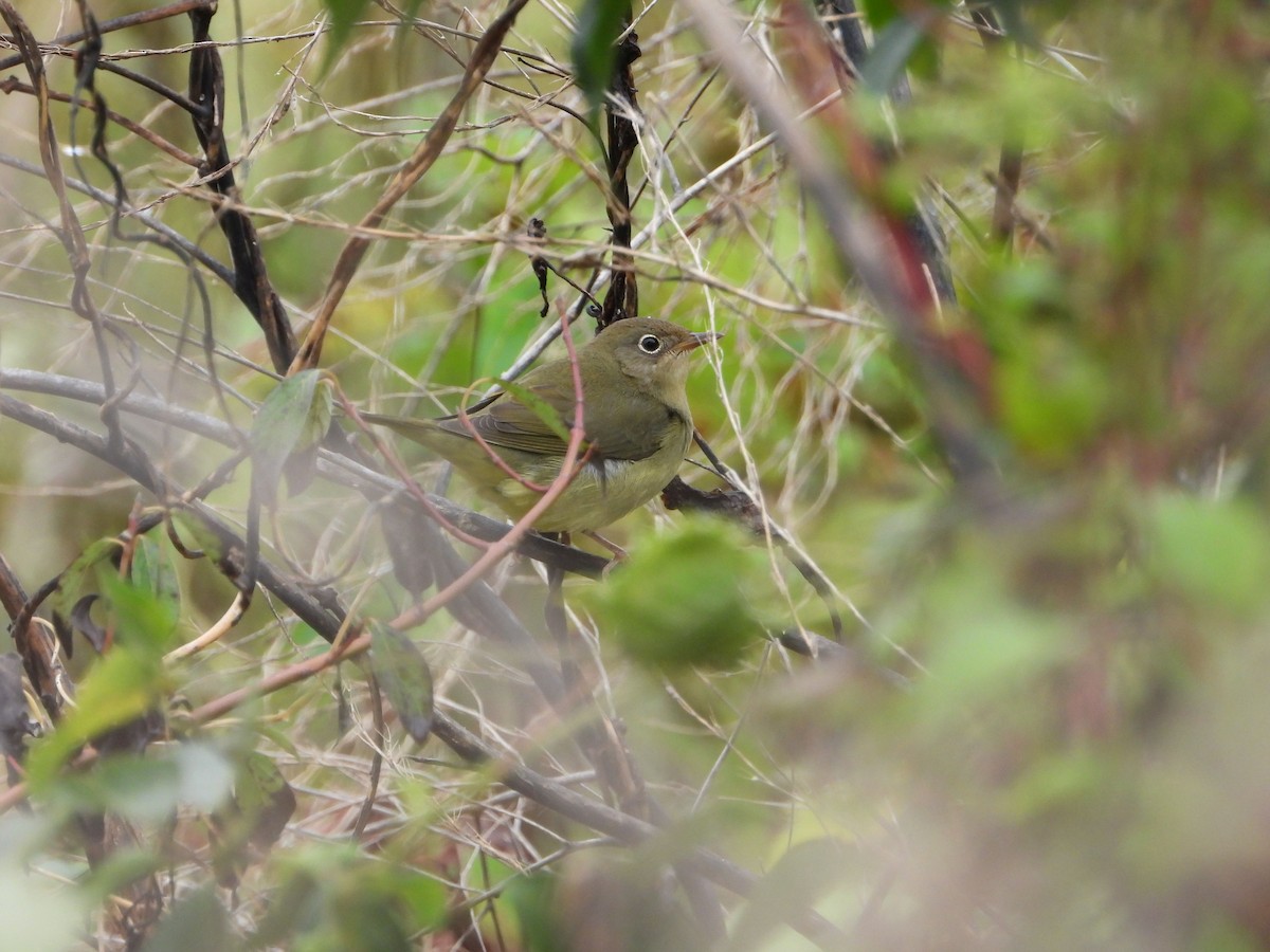 Connecticut Warbler - ML624321897