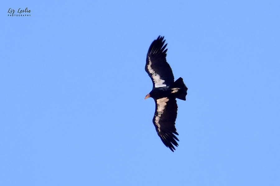 California Condor - ML624322014