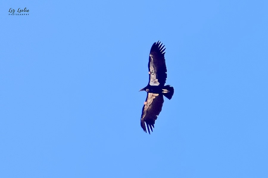 California Condor - ML624322016