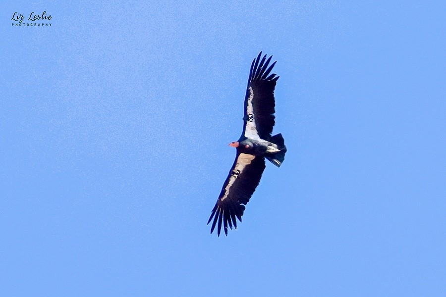 California Condor - ML624322017