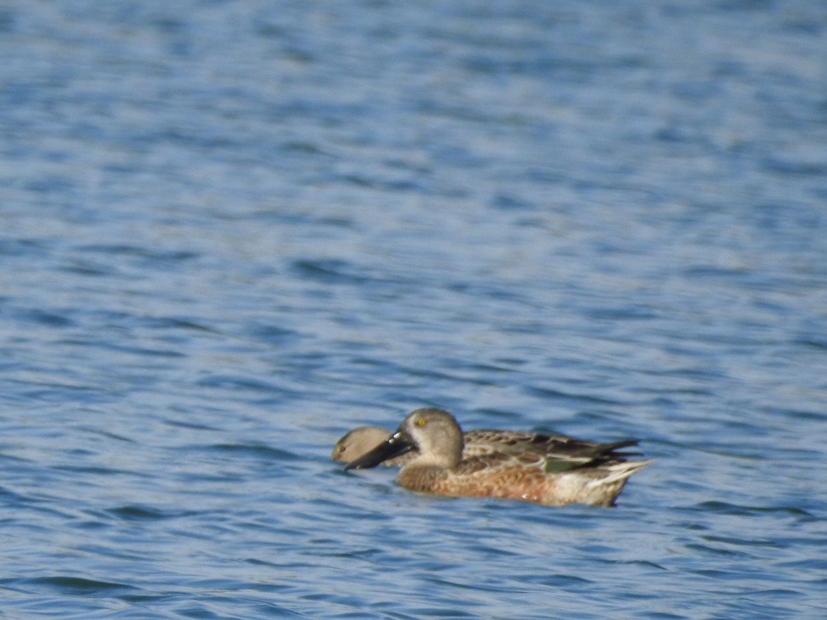 Northern Shoveler - ML624322127