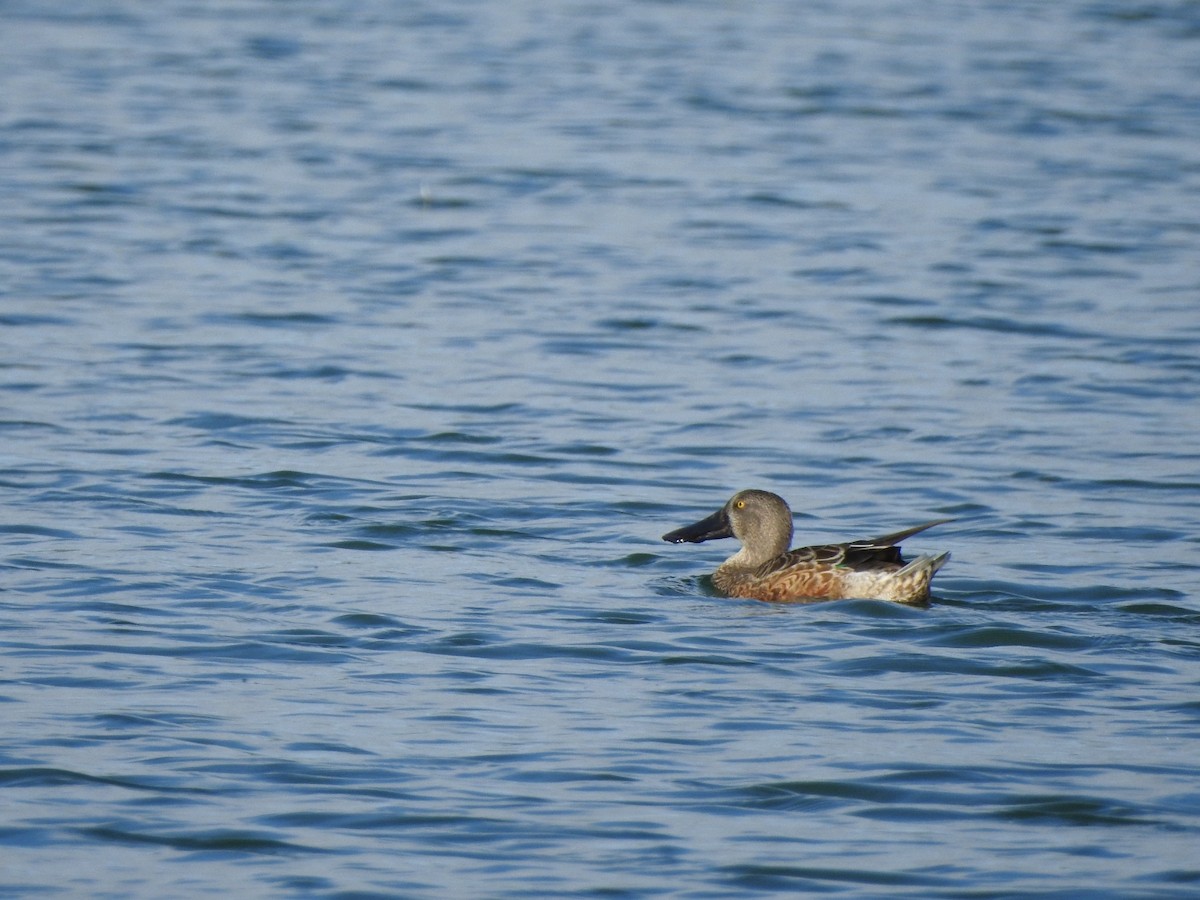 Northern Shoveler - ML624322129