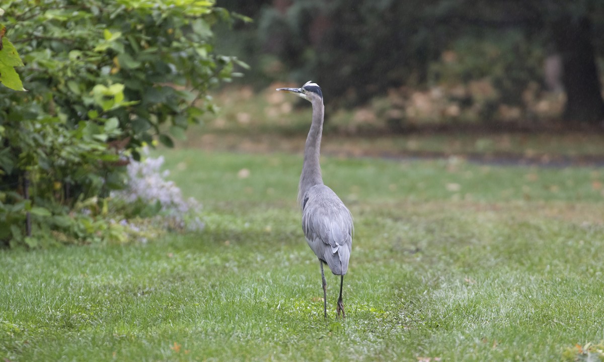 Great Blue Heron - ML624322221