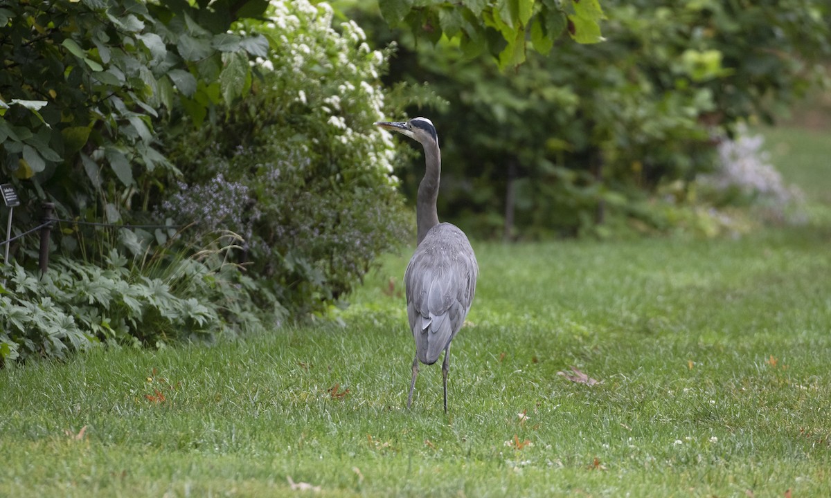 Great Blue Heron - ML624322222