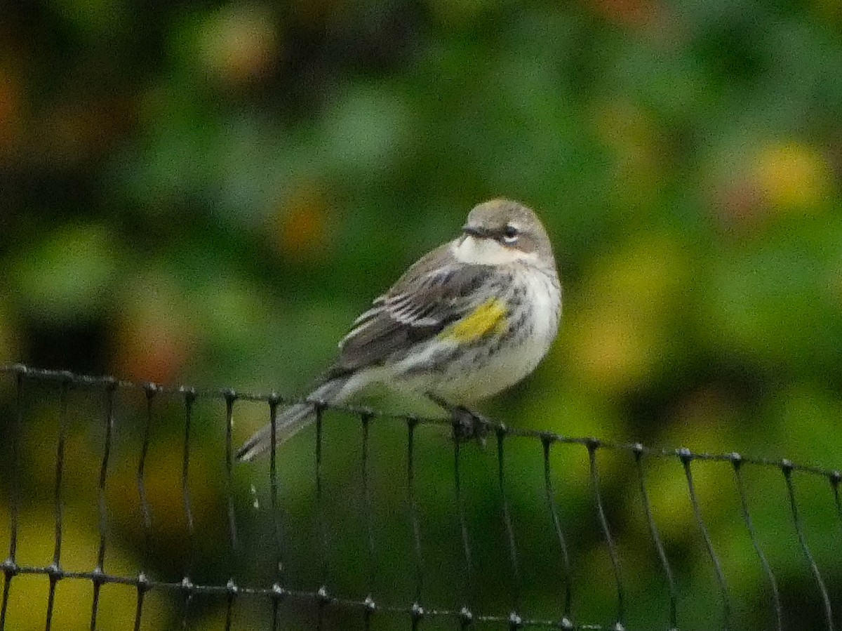 Yellow-rumped Warbler - ML624322224