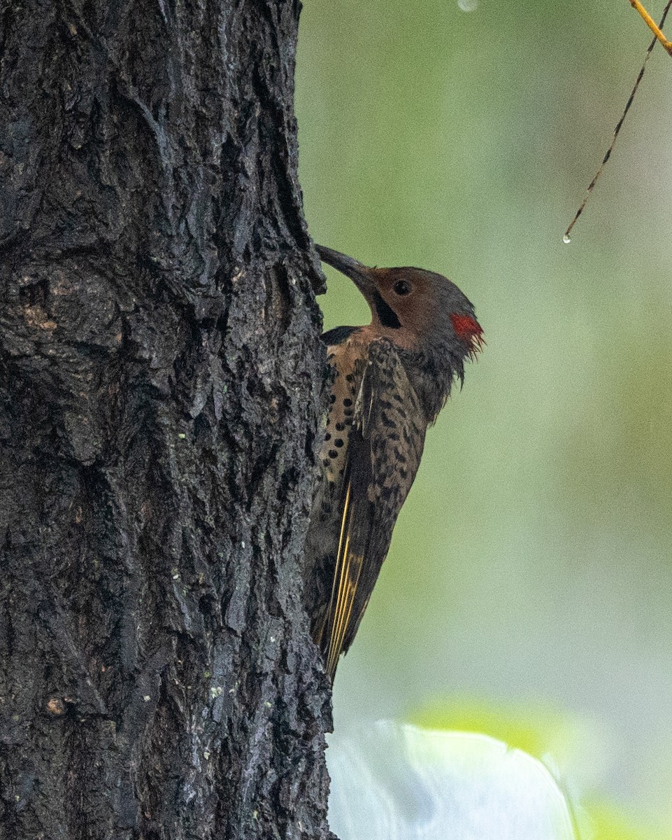 Northern Flicker - ML624322331