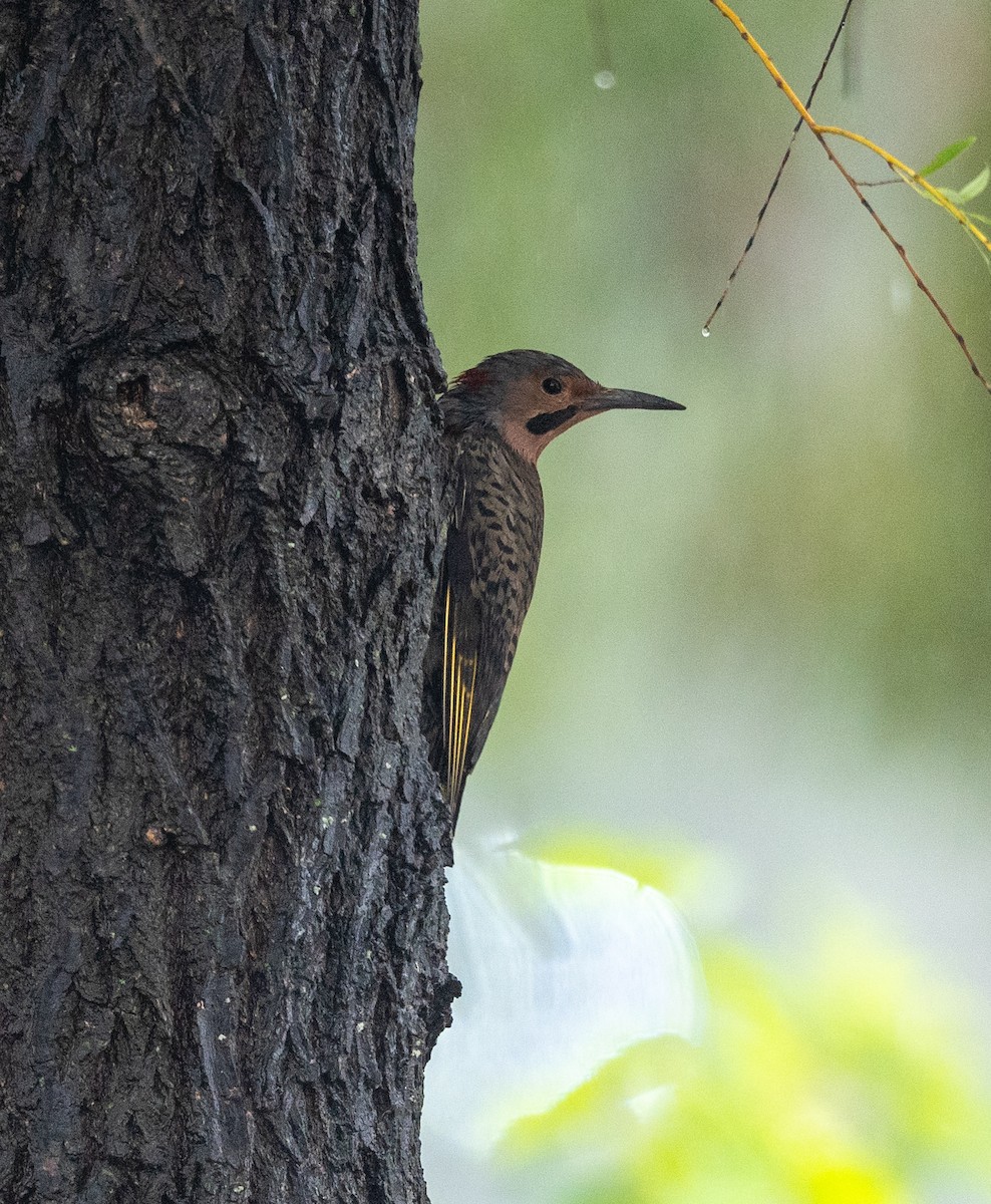 Northern Flicker - ML624322334