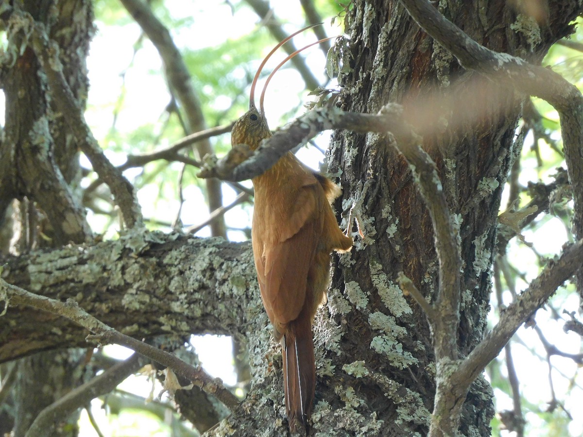 Red-billed Scythebill - ML624322350