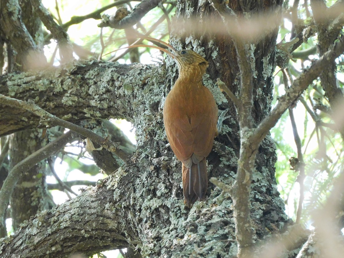 Red-billed Scythebill - ML624322356