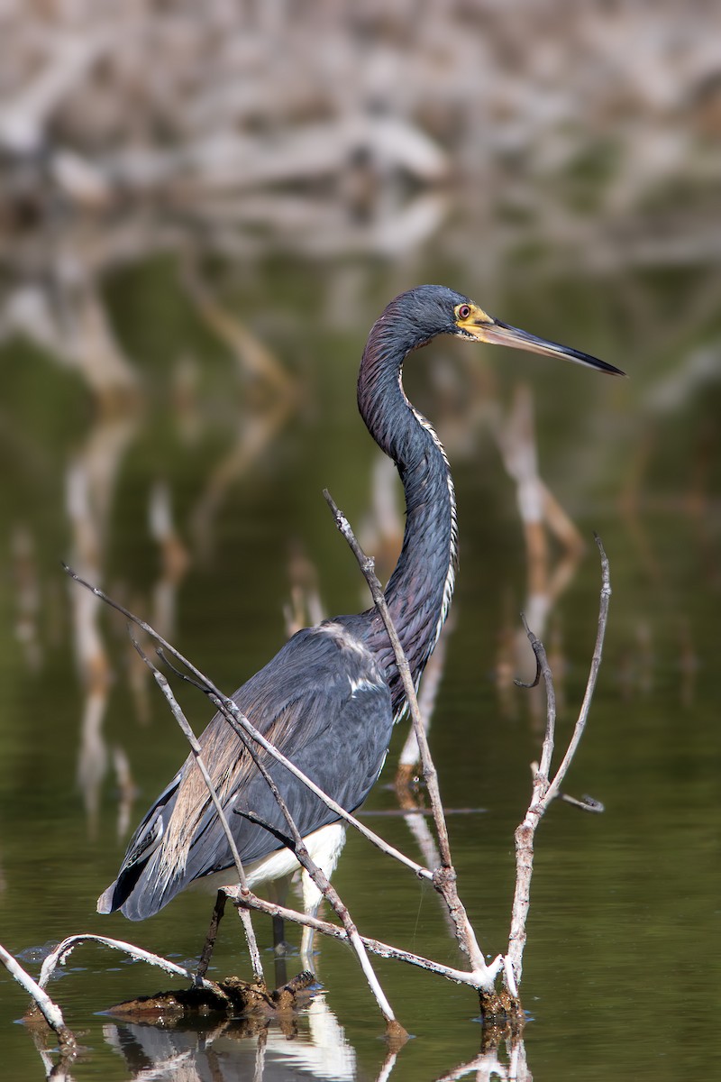 Tricolored Heron - ML624322398