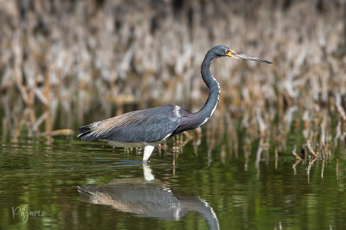 Tricolored Heron - ML624322399