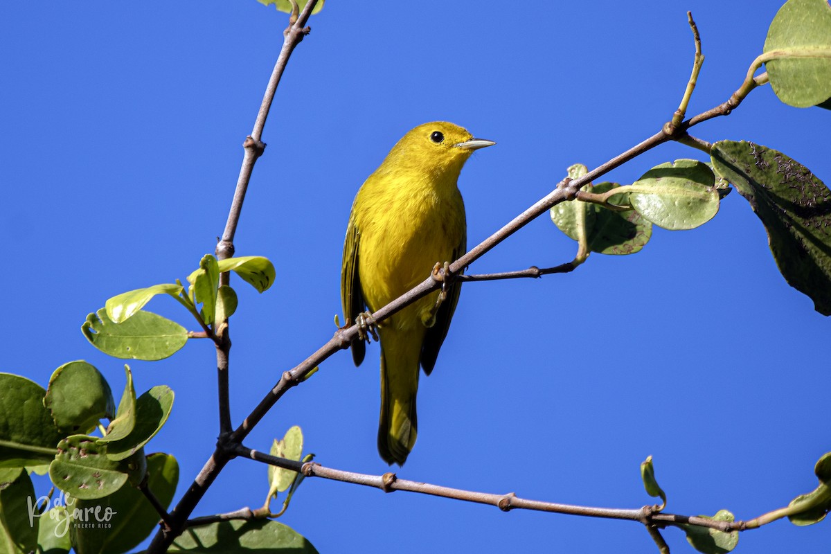 Yellow Warbler - ML624322419