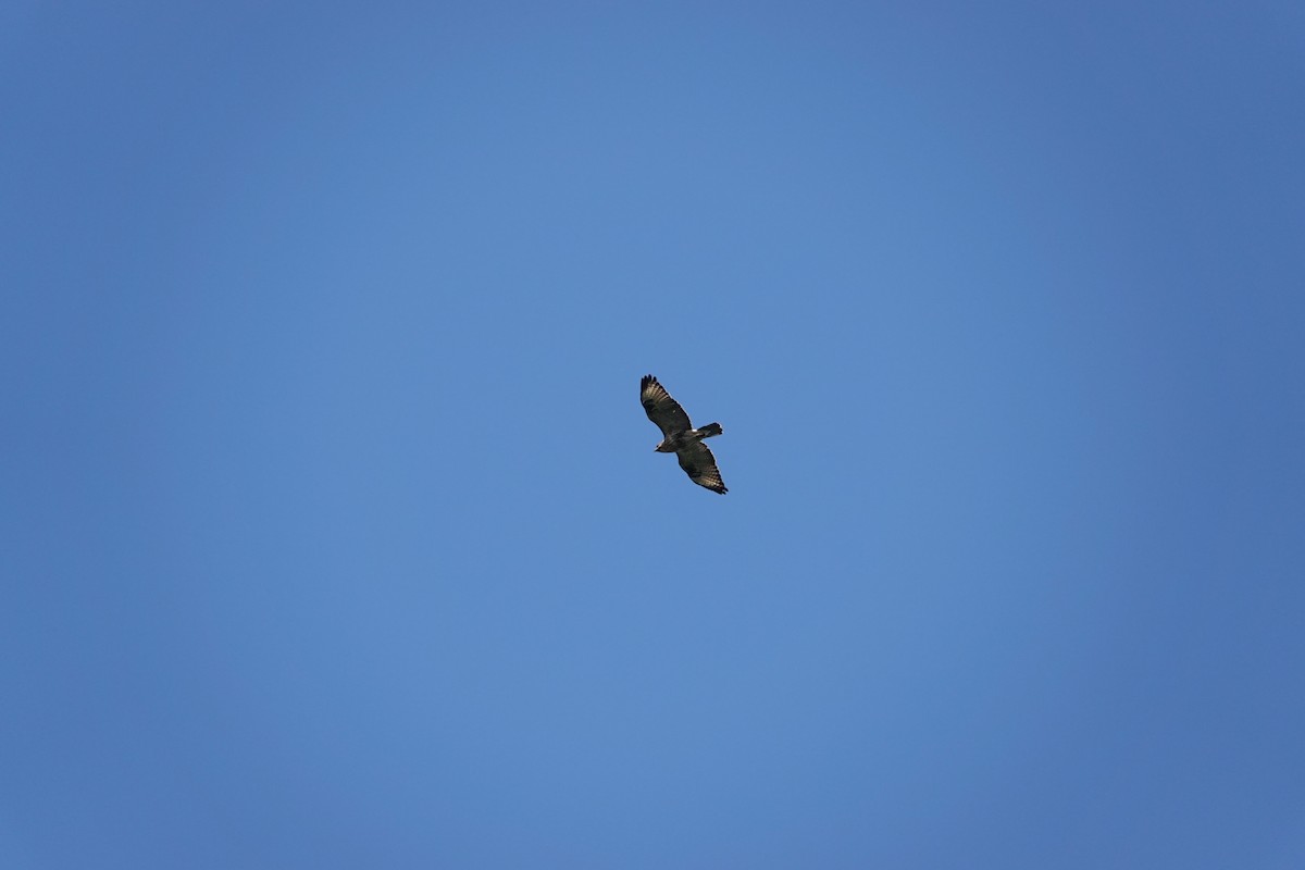 Eastern Buzzard - ML624322439