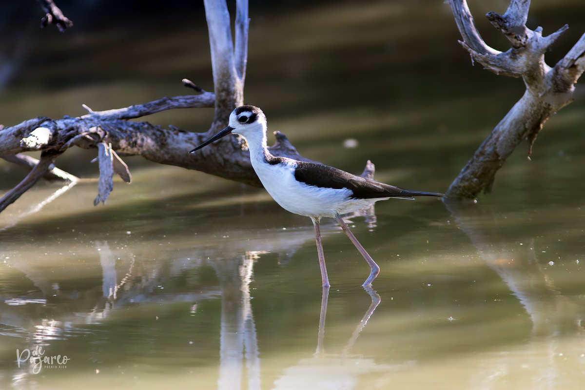 Black-necked Stilt - ML624322513