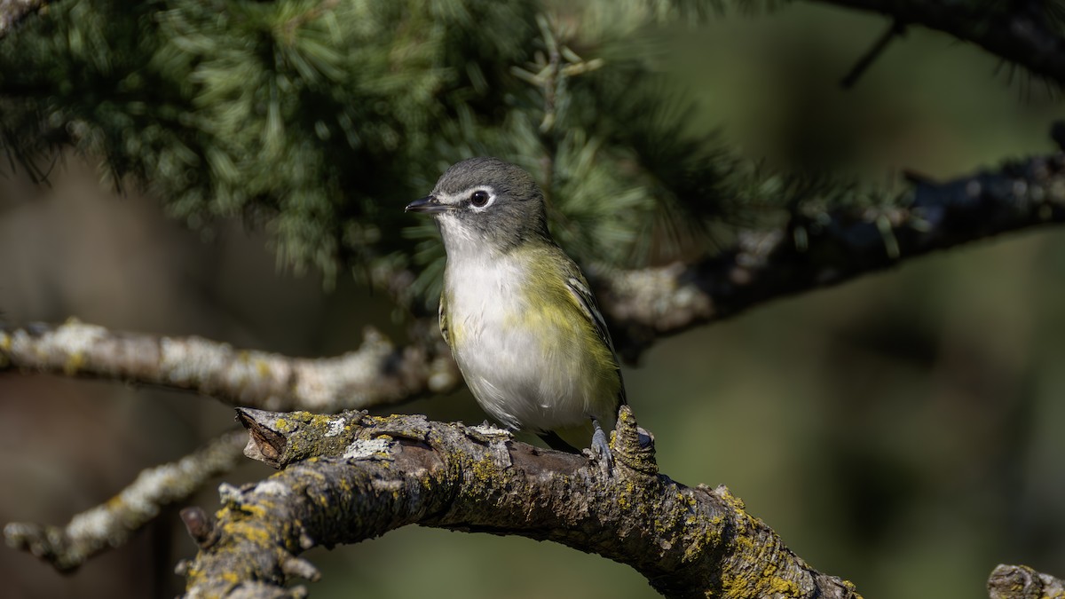 Graukopfvireo - ML624322587