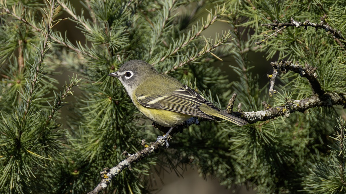 Blue-headed Vireo - Tony Peterson