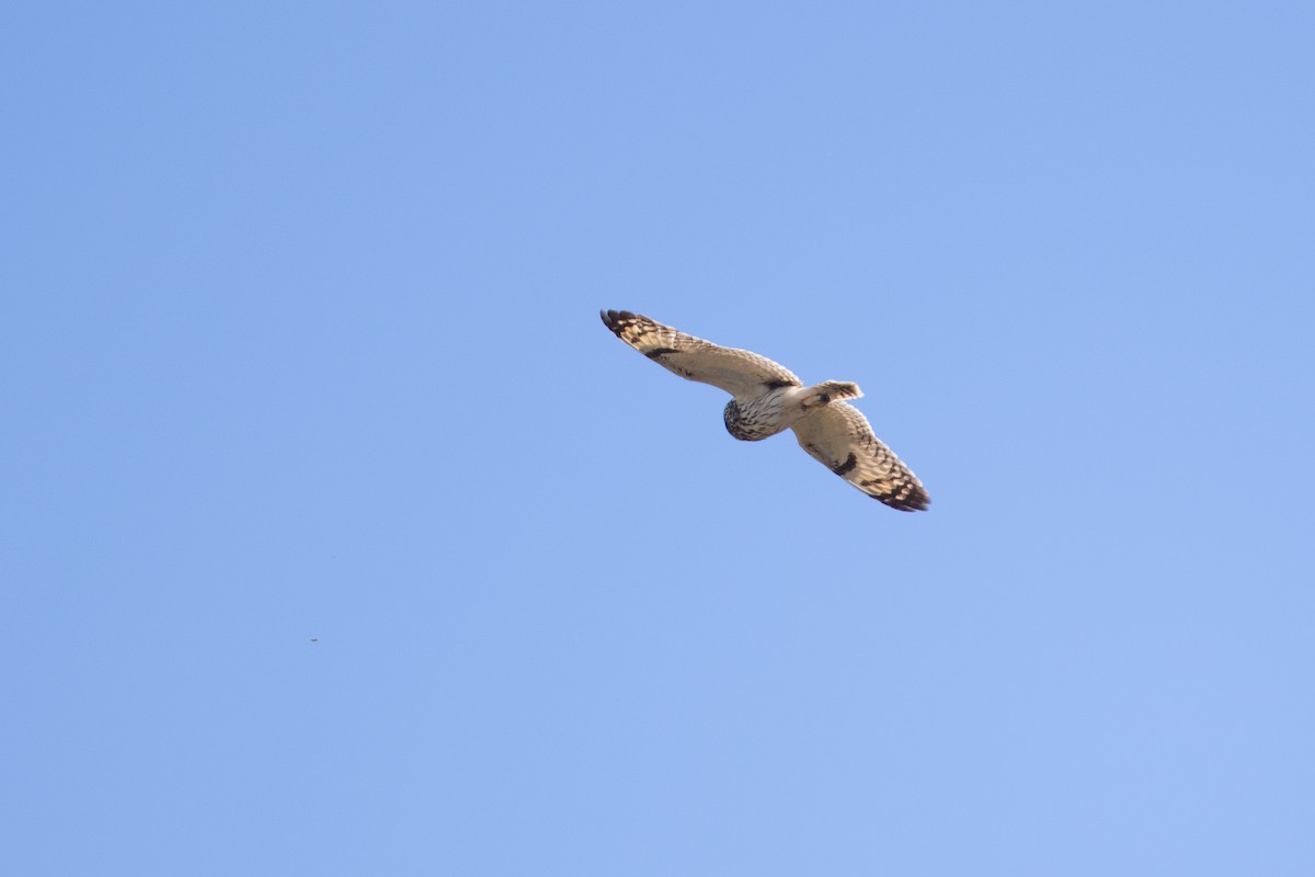 Short-eared Owl (Hawaiian) - ML624322635