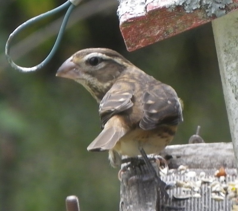 Rose-breasted Grosbeak - ML624322701