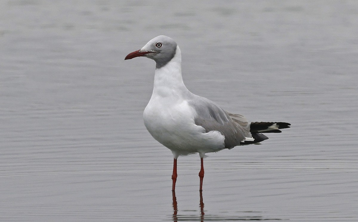 Gabbiano testagrigia - ML624322737