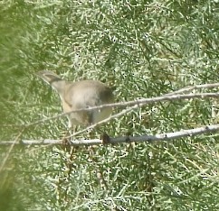 Western Subalpine Warbler - ML624322742