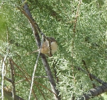 Western Subalpine Warbler - ML624322743