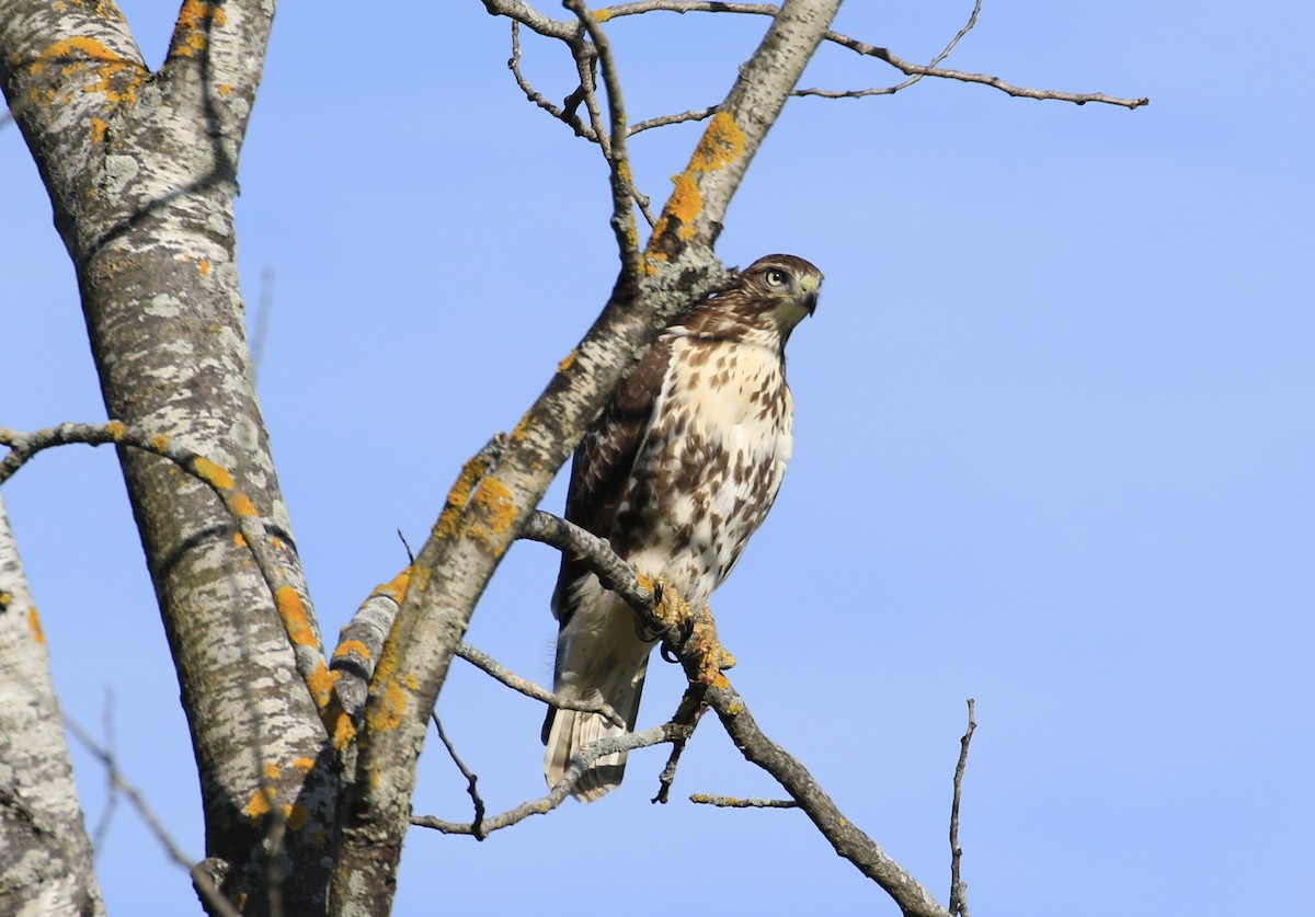 Red-tailed Hawk - ML624322794