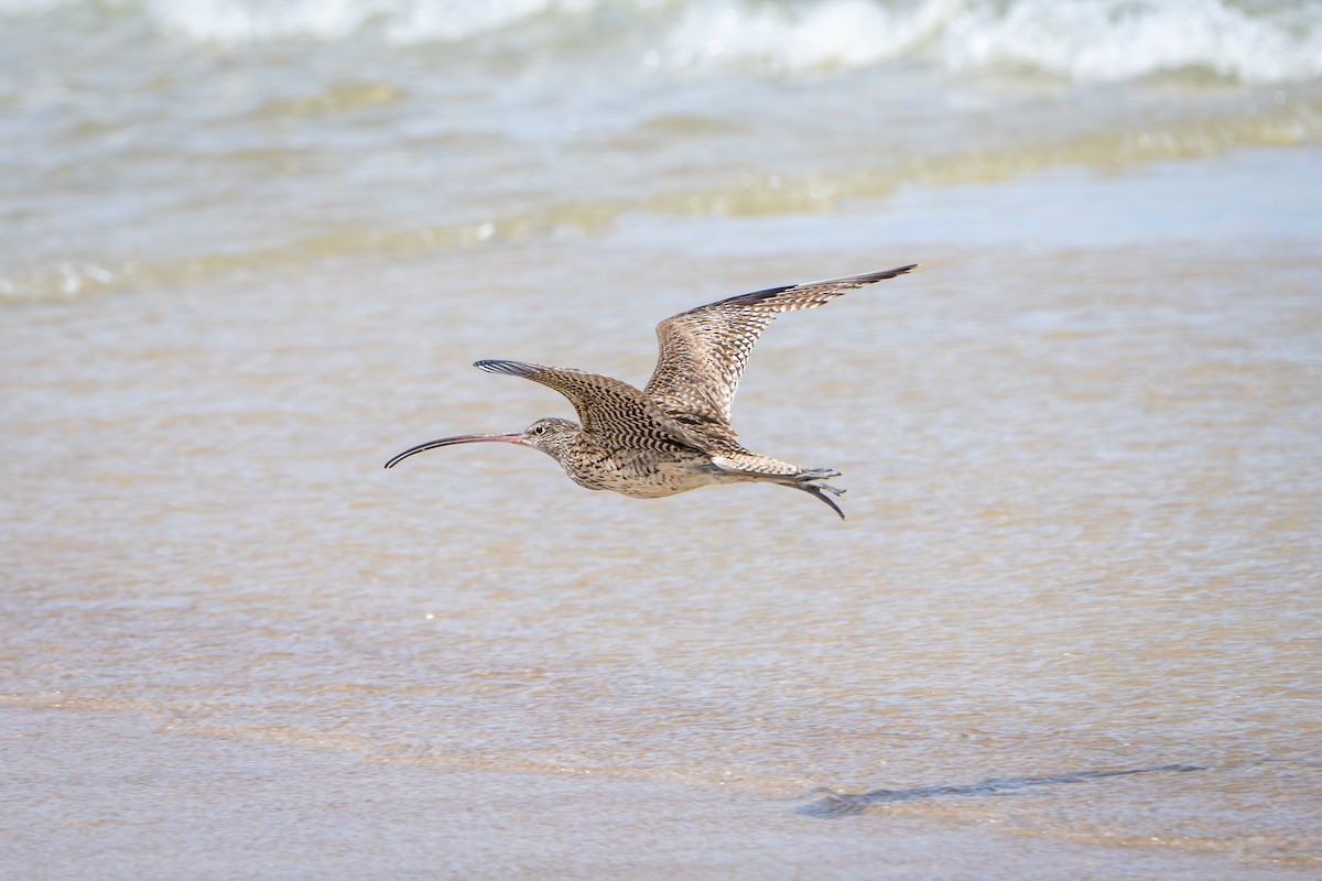 Far Eastern Curlew - ML624322850