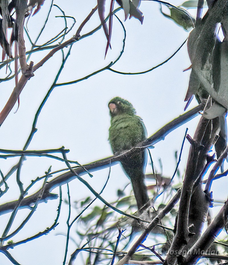 Red-masked Parakeet - ML624322896