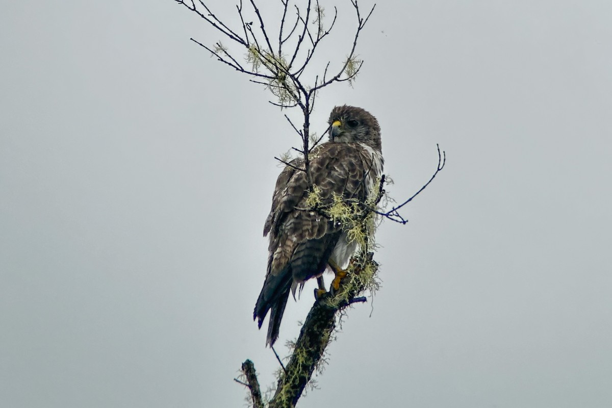 Hawaiian Hawk - ML624322900