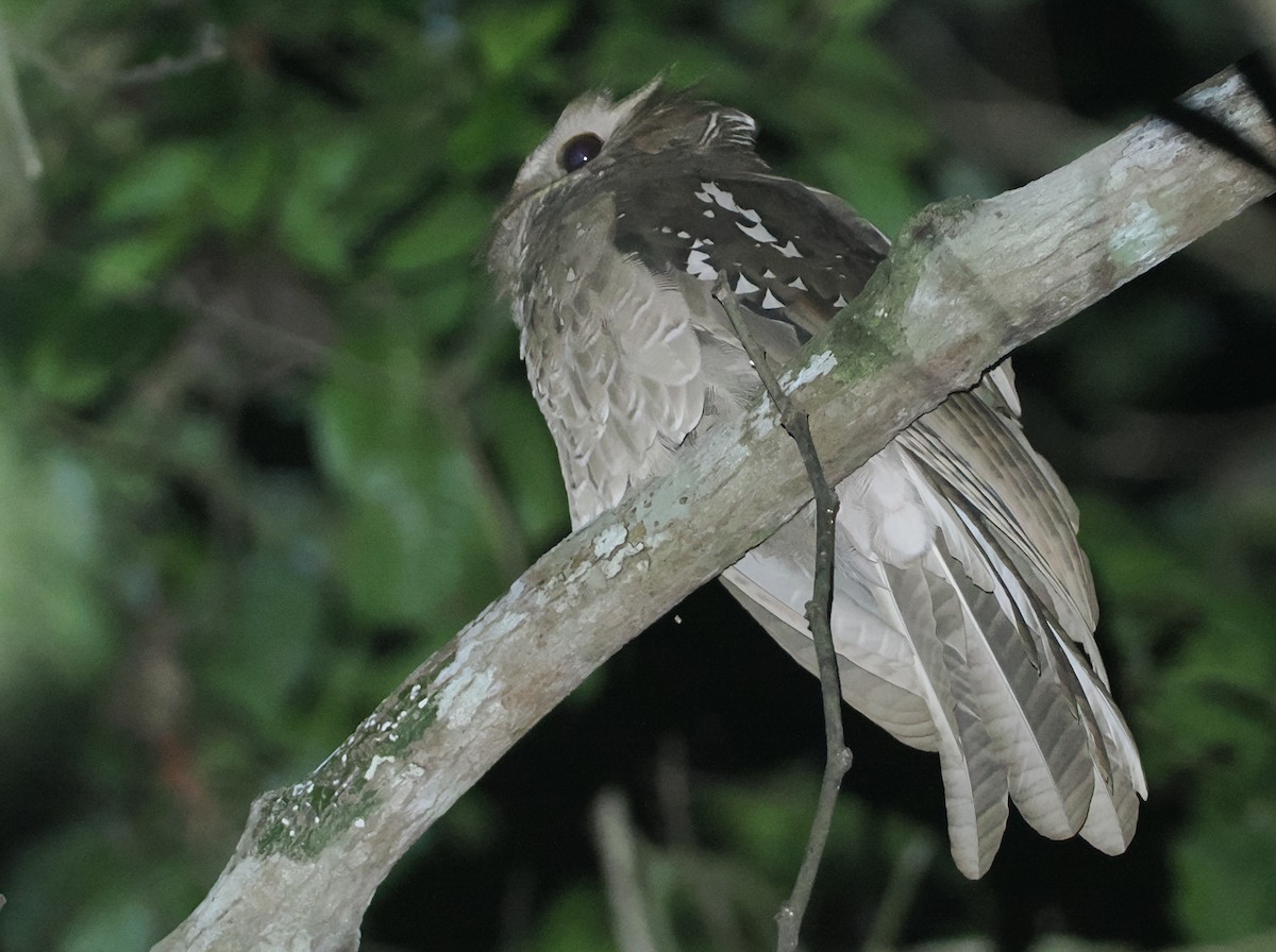 Large Frogmouth - ML624322957