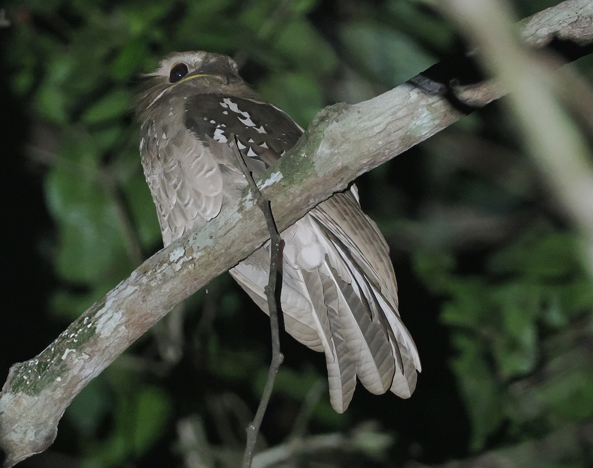 Large Frogmouth - ML624323016