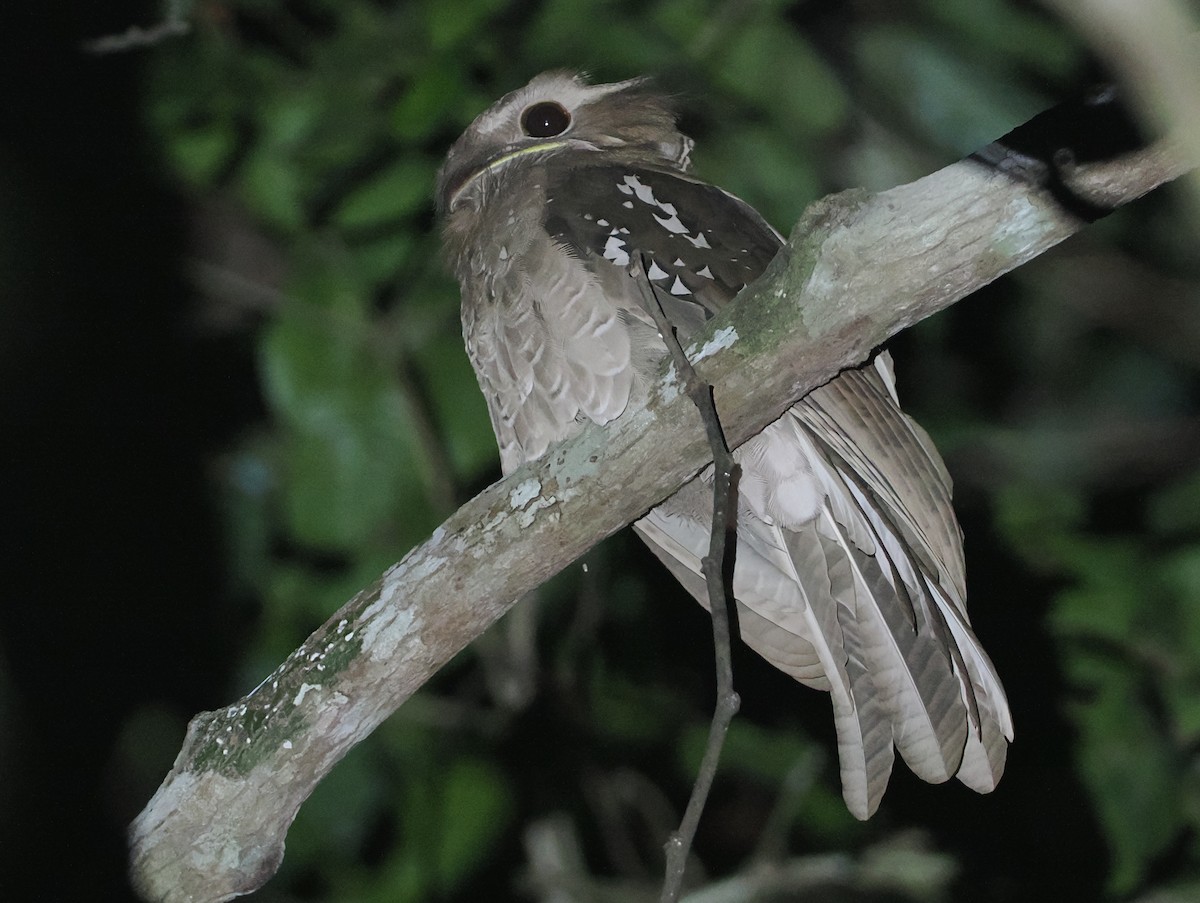 Large Frogmouth - ML624323044