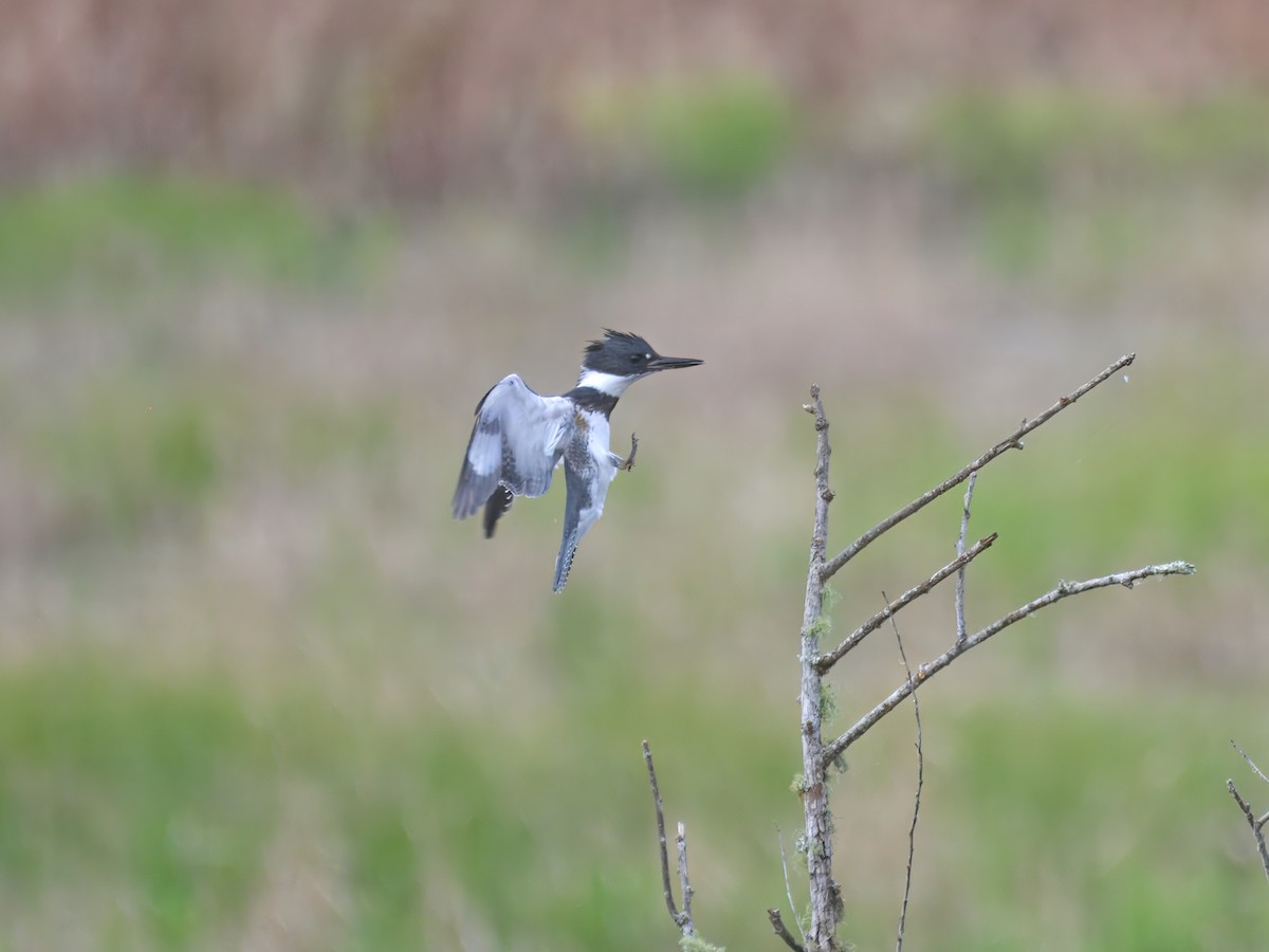 Belted Kingfisher - ML624323096