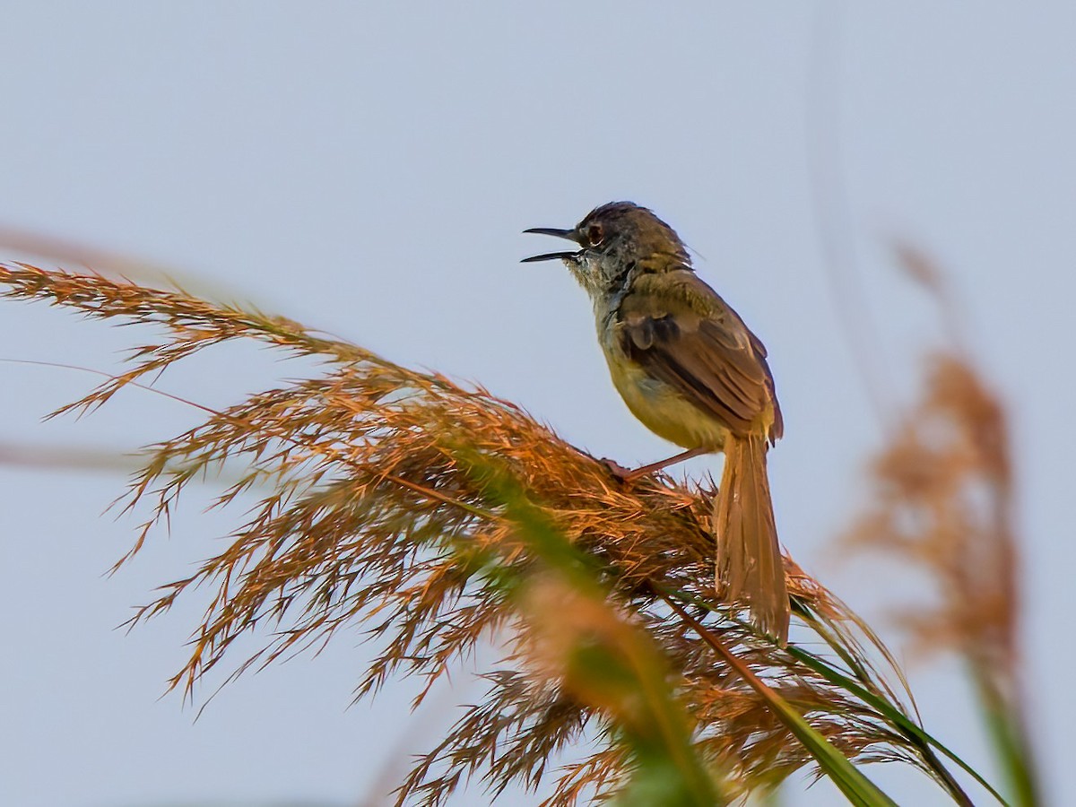 Plain Prinia - ML624323097