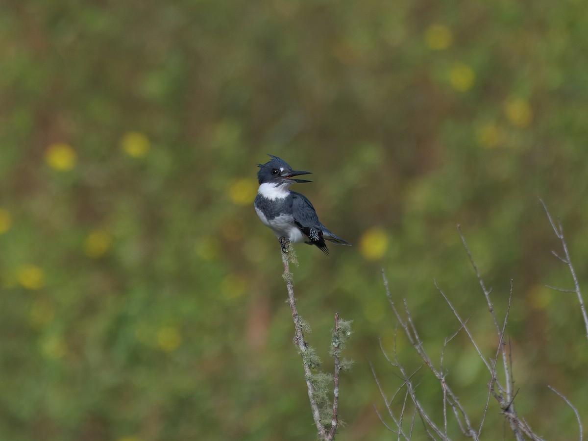 Belted Kingfisher - ML624323101