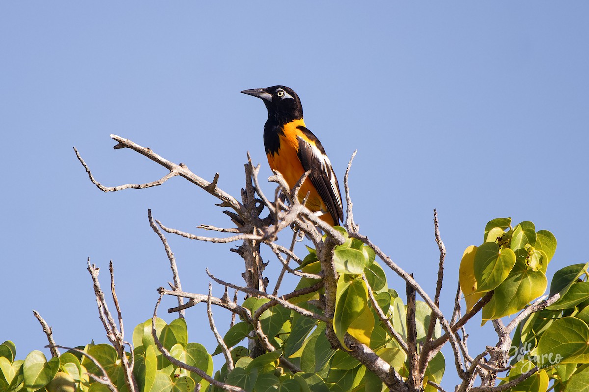 Venezuelan Troupial - ML624323122