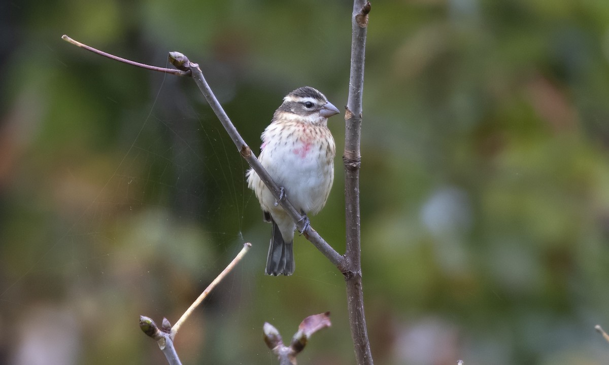 Rose-breasted Grosbeak - ML624323169