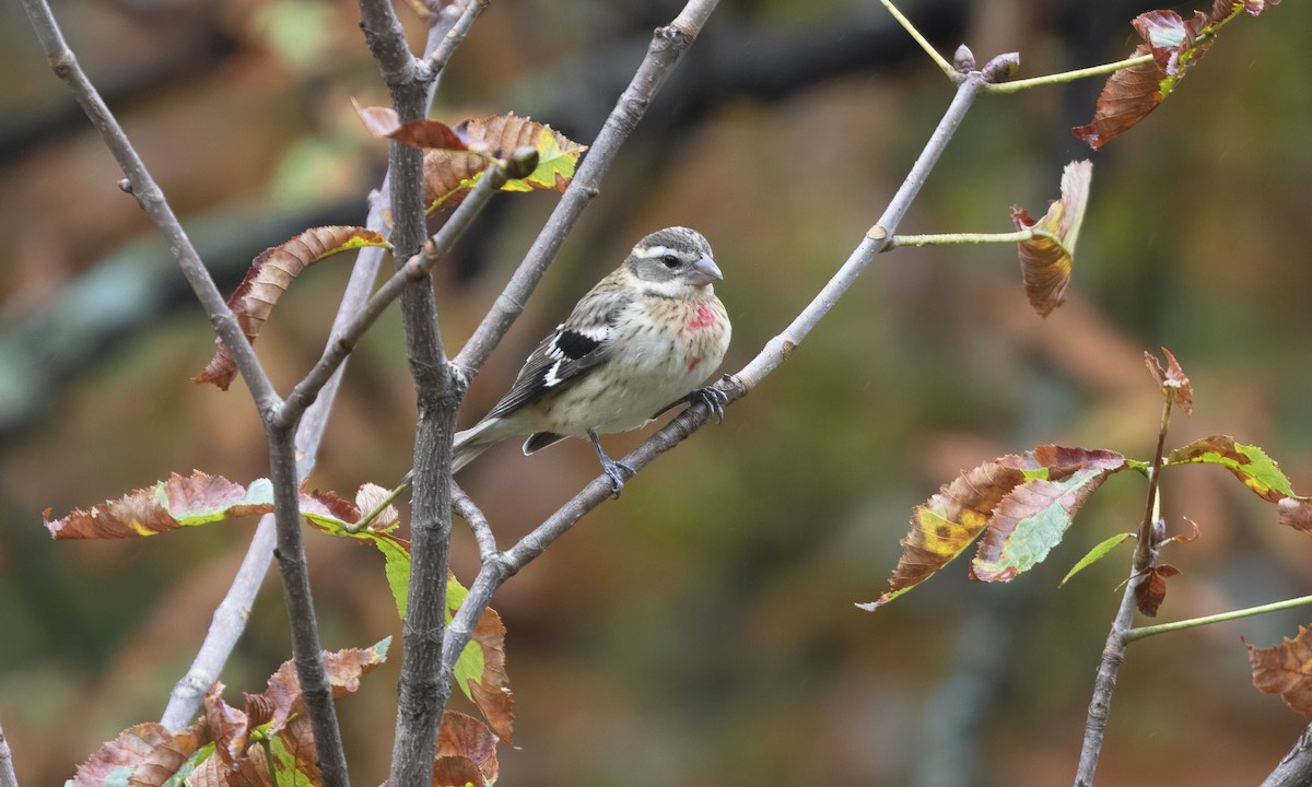 Rose-breasted Grosbeak - ML624323170