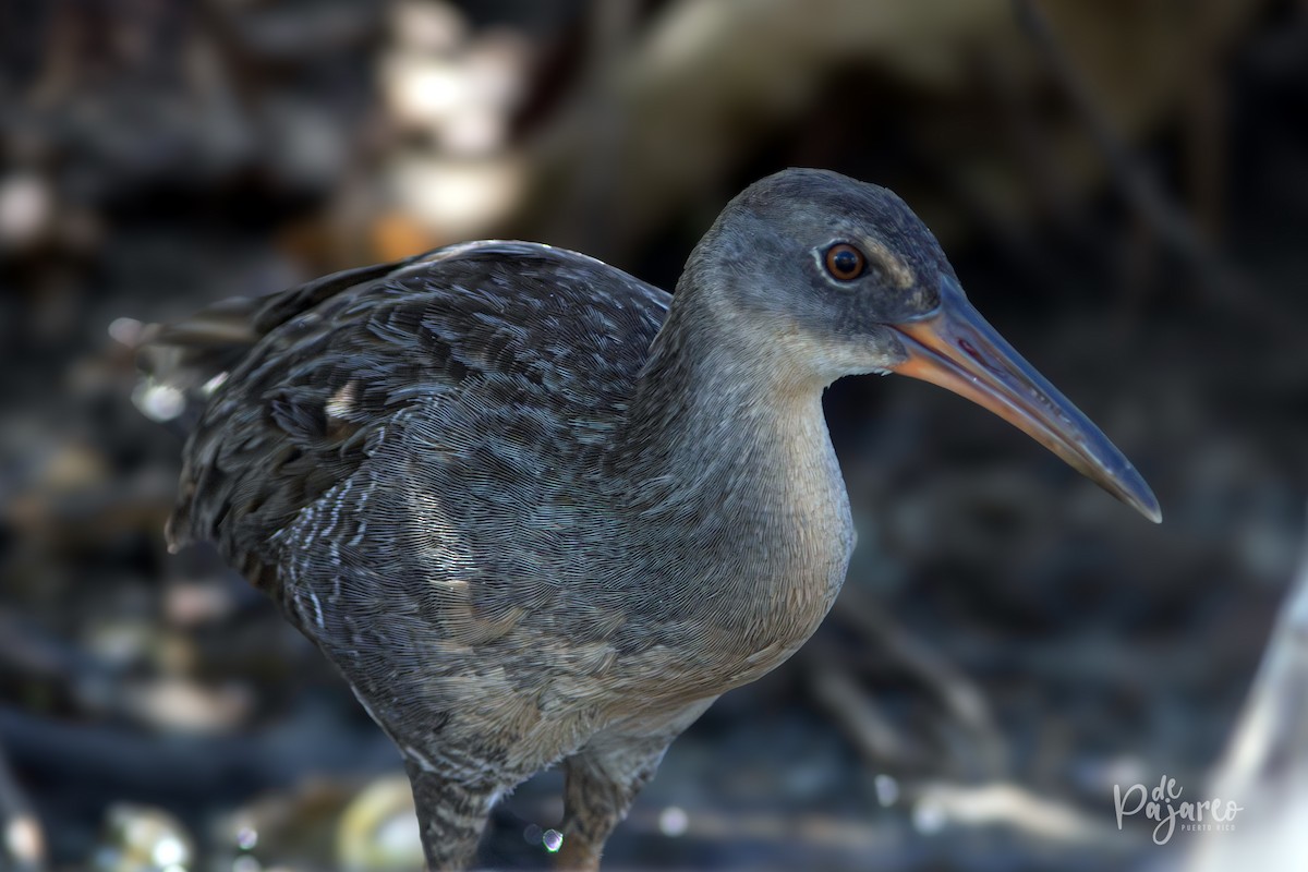 Clapper Rail - ML624323186