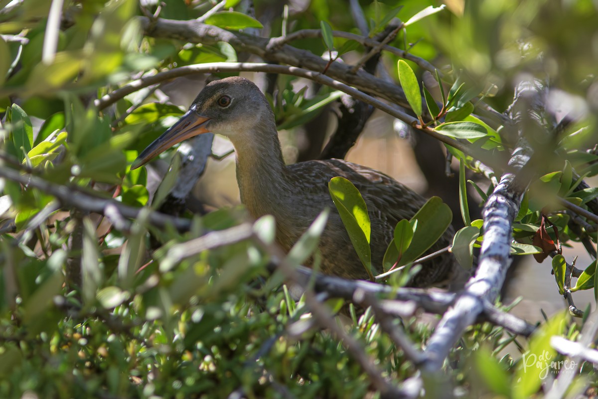 Clapper Rail - ML624323187